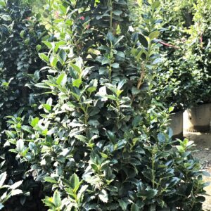 Tall potted evergreen shrub with glossy, dark green leaves standing outdoors among other similar plants in sunlight.