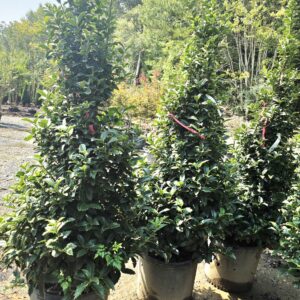 Tall, leafy green shrubs in large pots outdoors, grouped together in sunlight, with a background of trees and other plants.