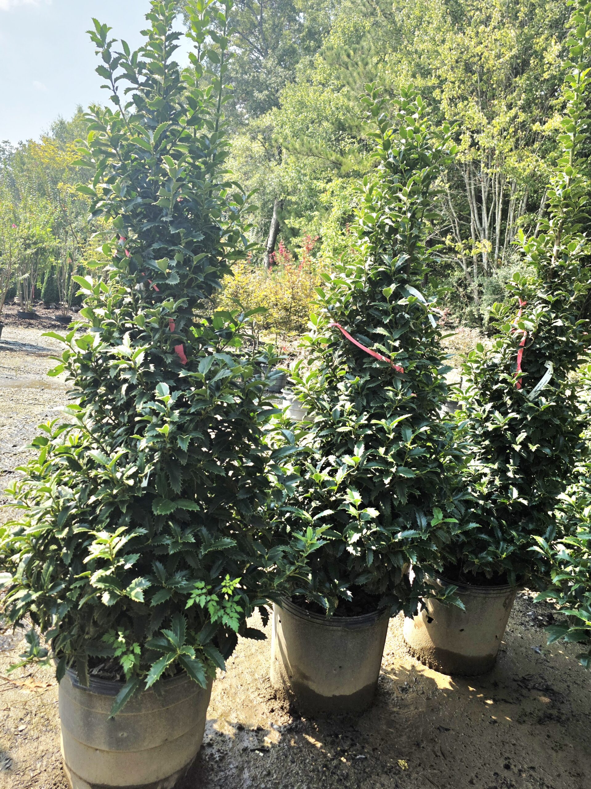 Tall, leafy green shrubs in large pots outdoors, grouped together in sunlight, with a background of trees and other plants.