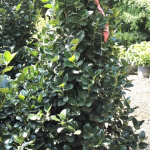 A potted evergreen holly shrub with dense, glossy, serrated leaves, standing outdoors in a nursery with sunlight filtering through surrounding trees.